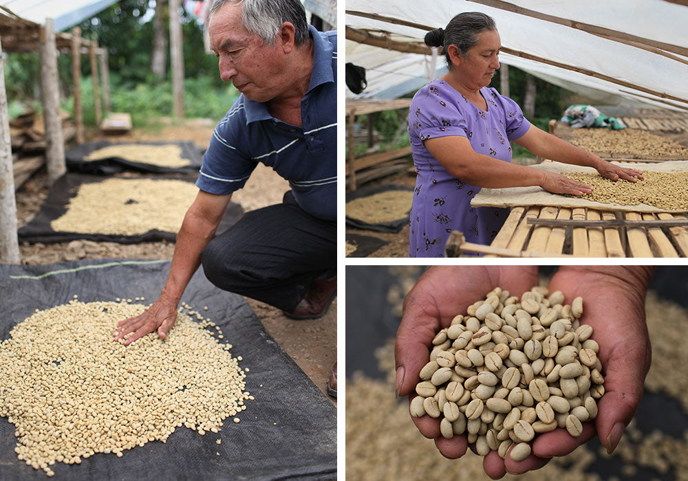 From Seed to Cup: A Year in the Life of a Coffee Farm